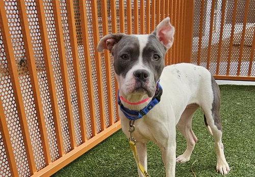*DANDELION - Pit Bull Terrier available for adoption