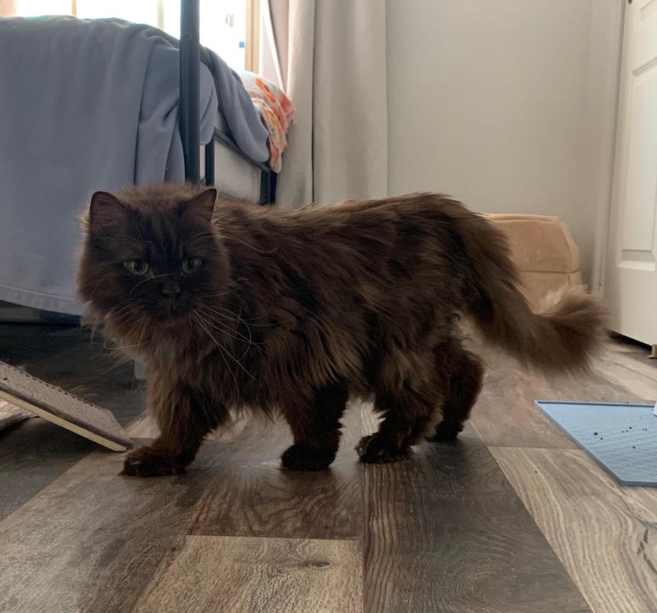 adoptable Cat in Las Vegas, NV named GUCCI