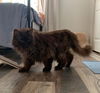 adoptable Cat in , NV named GUCCI