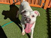 adoptable Dog in , NV named BURNER