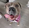 adoptable Dog in , NV named *FLORA