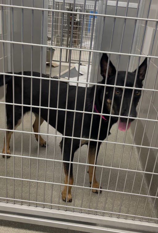 adoptable Dog in Las Vegas, NV named *LANIE