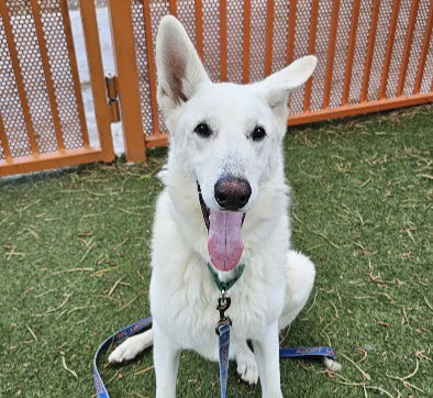 adoptable Dog in Las Vegas, NV named GHOST