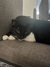adoptable Cat in , NV named HUEY