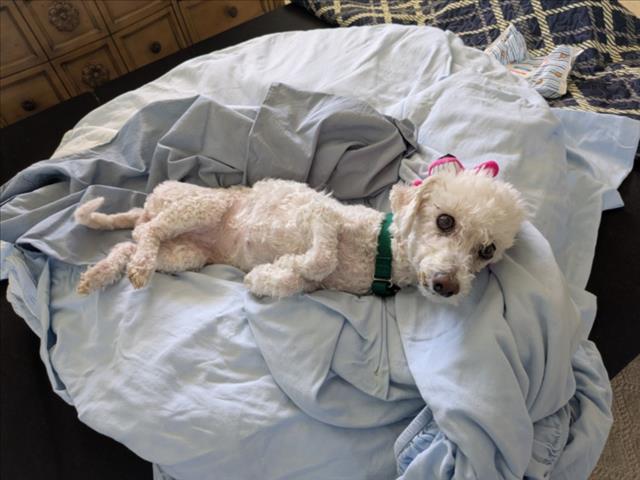 adoptable Dog in Las Vegas, NV named APRIL-JO