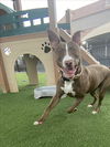adoptable Dog in , NV named *FANNY LOU