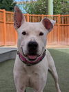 adoptable Dog in , NV named BELLA BEE