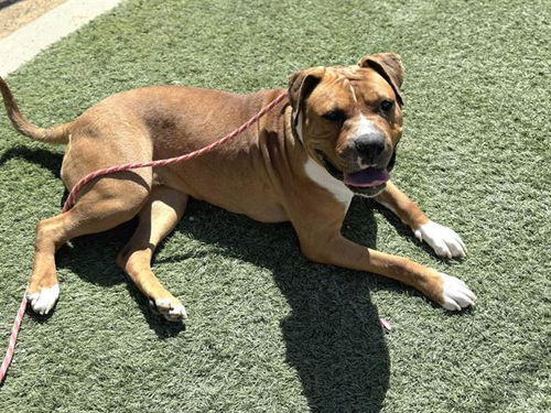 picture of the dog needing adoption