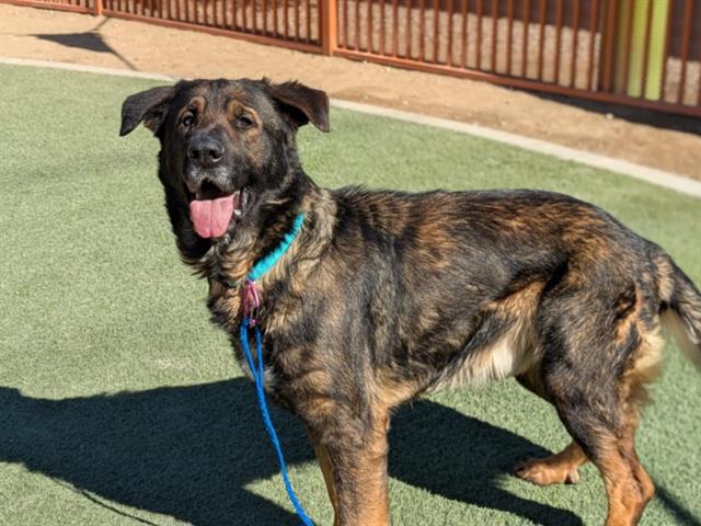 adoptable Dog in Las Vegas, NV named BIG FOOT