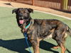 adoptable Dog in , NV named BIG FOOT