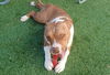 adoptable Dog in , NV named DAMIAN