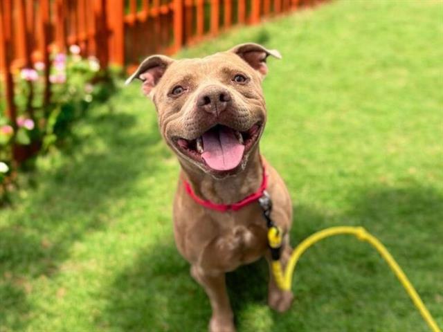 adoptable Dog in Las Vegas, NV named *PIXIE