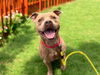 adoptable Dog in , NV named *PIXIE