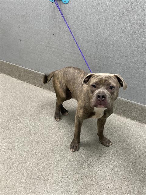 adoptable Dog in Las Vegas, NV named *MAC