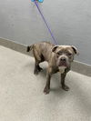 adoptable Dog in , NV named *MAC