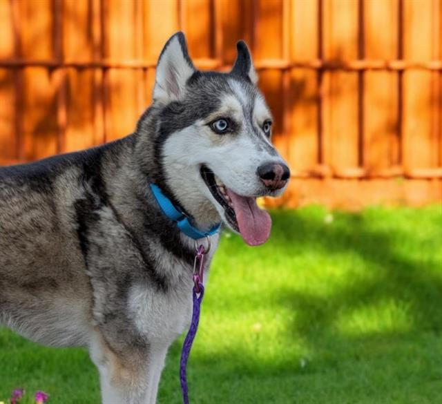 adoptable Dog in Las Vegas, NV named KODA