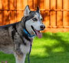 adoptable Dog in  named KODA