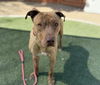 adoptable Dog in , NV named *TIMMY