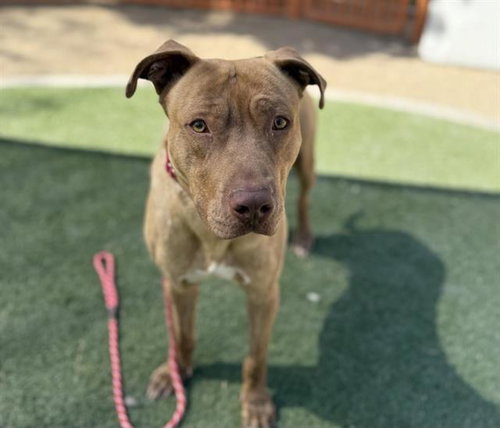 *TIMMY - Pit Bull Terrier available for adoption