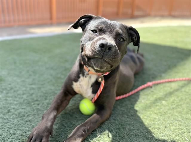 adoptable Dog in Las Vegas, NV named *REMI