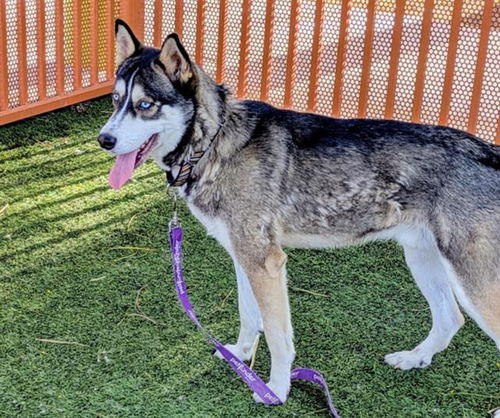 picture of the dog needing adoption
