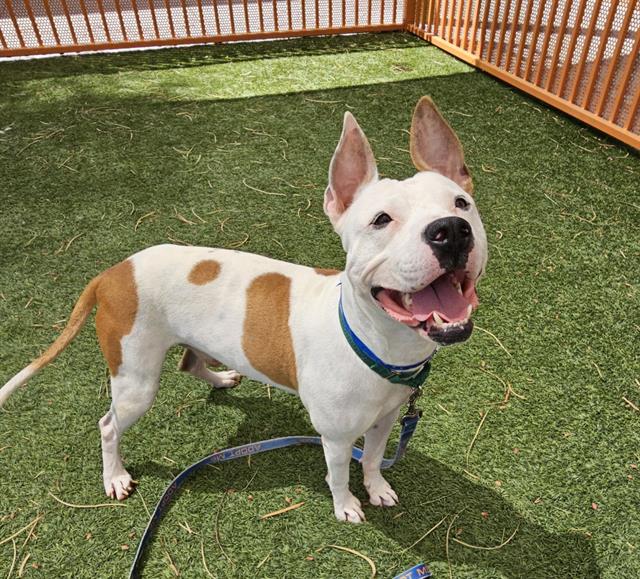 adoptable Dog in Las Vegas, NV named *KASH