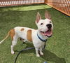 adoptable Dog in , NV named *KASH