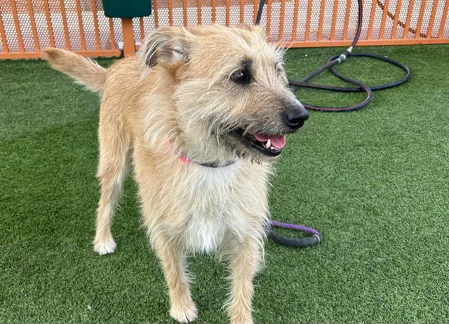 adoptable Dog in Las Vegas, NV named OLIVE