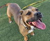adoptable Dog in , NV named ROSA