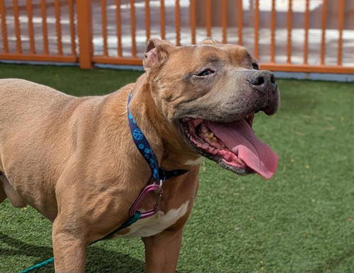 picture of the dog needing adoption