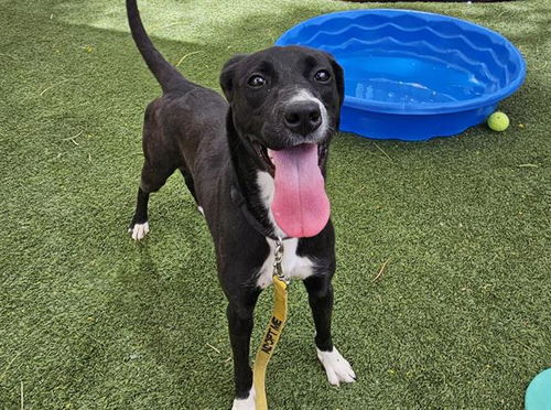 picture of the dog needing adoption