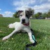 adoptable Dog in , NV named LUNA