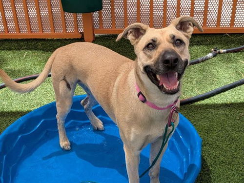 picture of the dog needing adoption