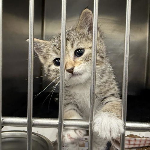 picture of the cat needing adoption