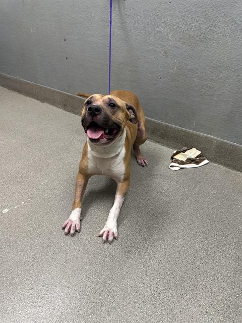 picture of the dog needing adoption