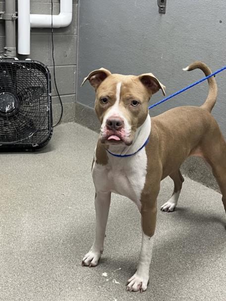 picture of the dog needing adoption