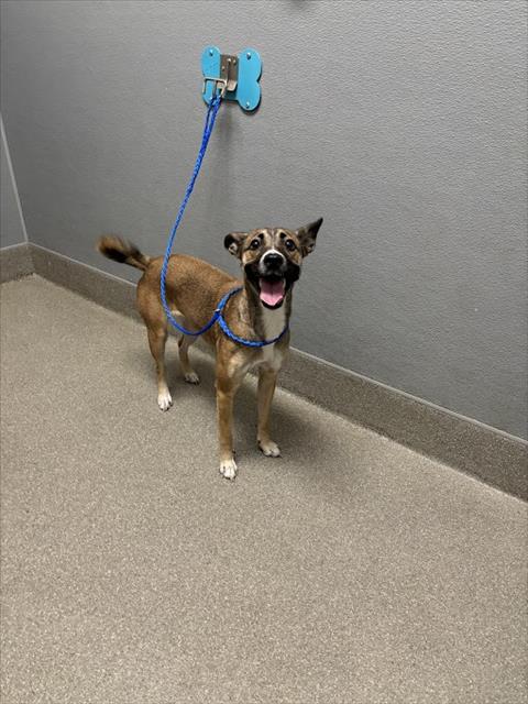 picture of the dog needing adoption