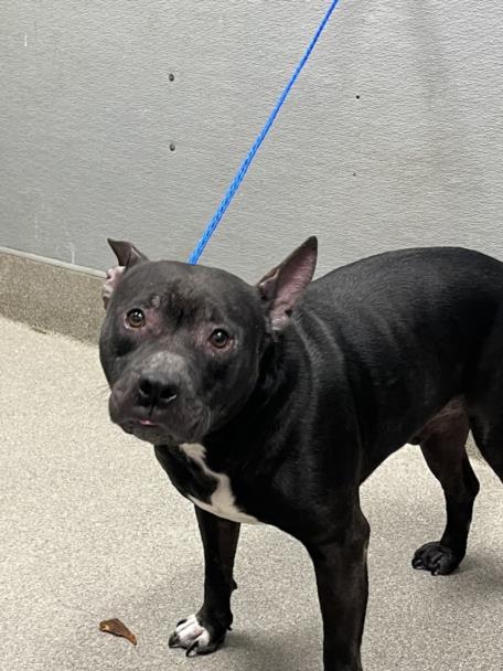 adoptable Dog in Las Vegas, NV named BEANS