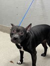 adoptable Dog in , NV named BEANS