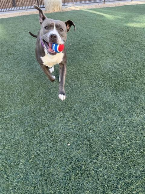 adoptable Dog in Las Vegas, NV named *SHE-HULK