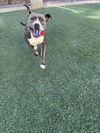 adoptable Dog in , NV named *SHE-HULK