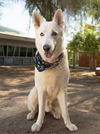 adoptable Dog in  named *JACKSON
