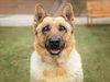 adoptable Dog in Las Vegas, NV named ESTRELLA