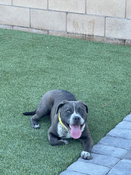 adoptable Dog in Las Vegas, NV named *SKYLAR