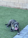 adoptable Dog in Las Vegas, NV named *SKYLAR