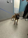 adoptable Dog in Las Vegas, NV named *PRINCE