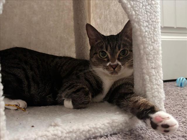 adoptable Cat in Las Vegas, NV named CILANTRO