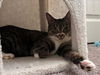 adoptable Cat in Las Vegas, NV named CILANTRO
