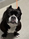 adoptable Dog in Las Vegas, NV named ELVIRA