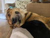 adoptable Dog in Las Vegas, NV named *BUGSY
